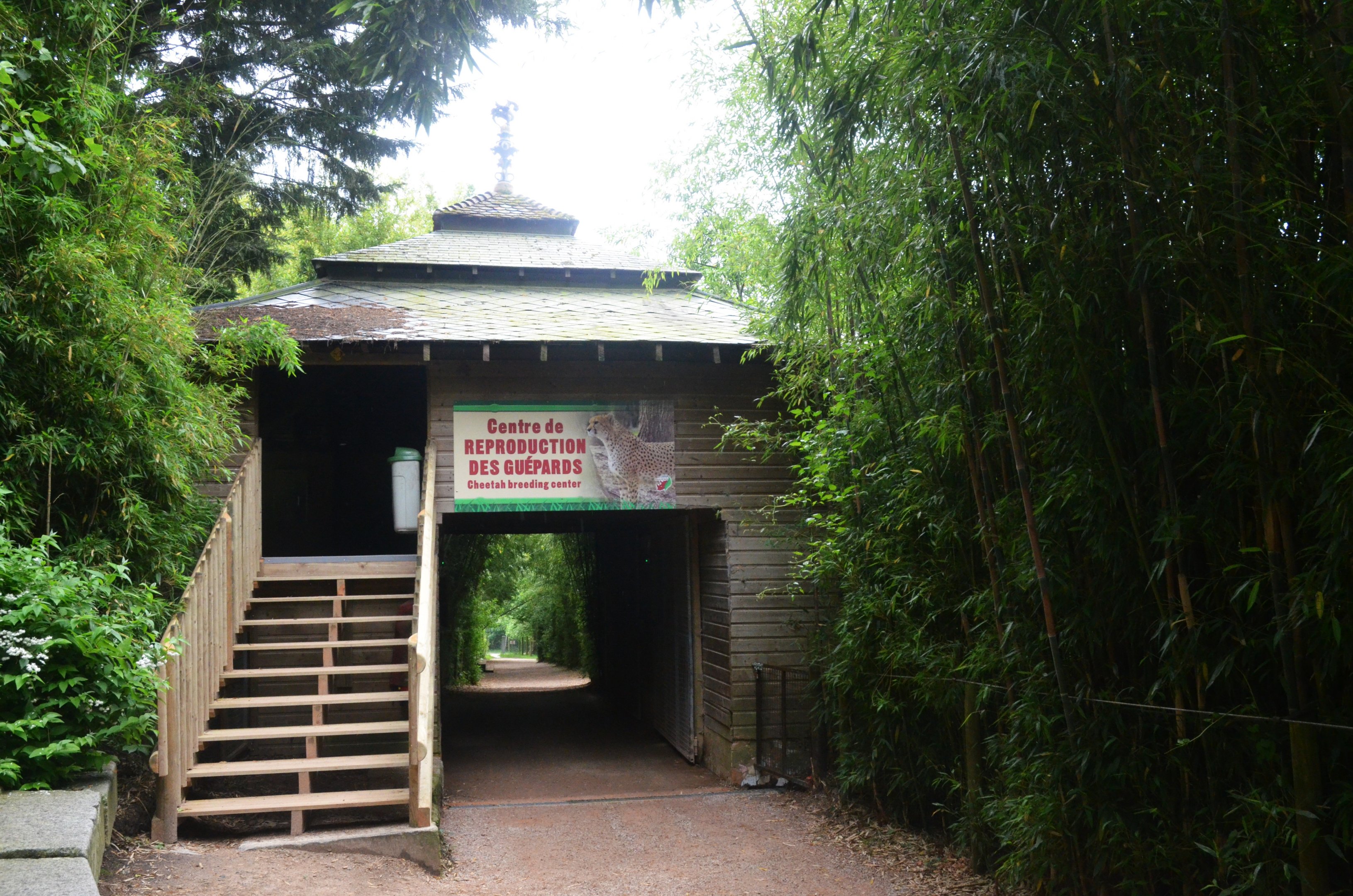 Cheetah Viewing Platform at CERZA, 10/06/18