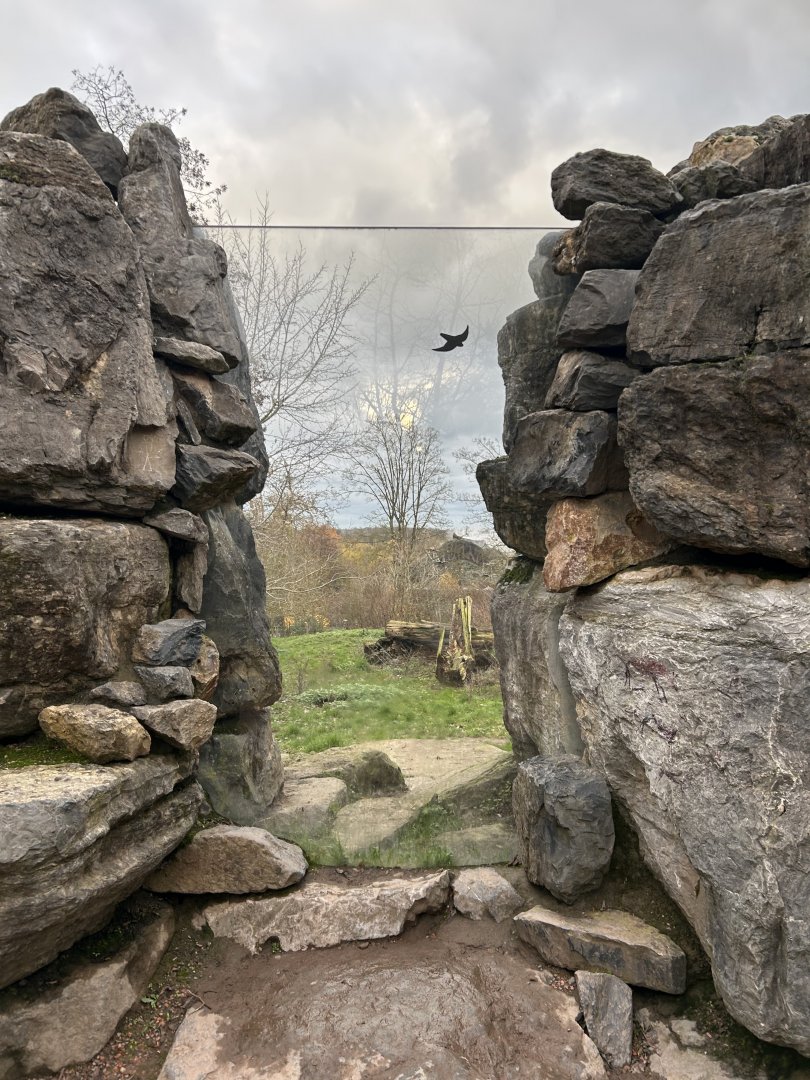 Cheetah viewing point