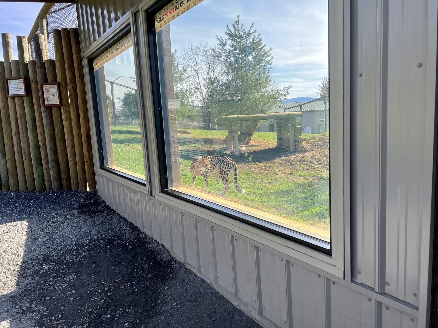 Cheetah viewing window