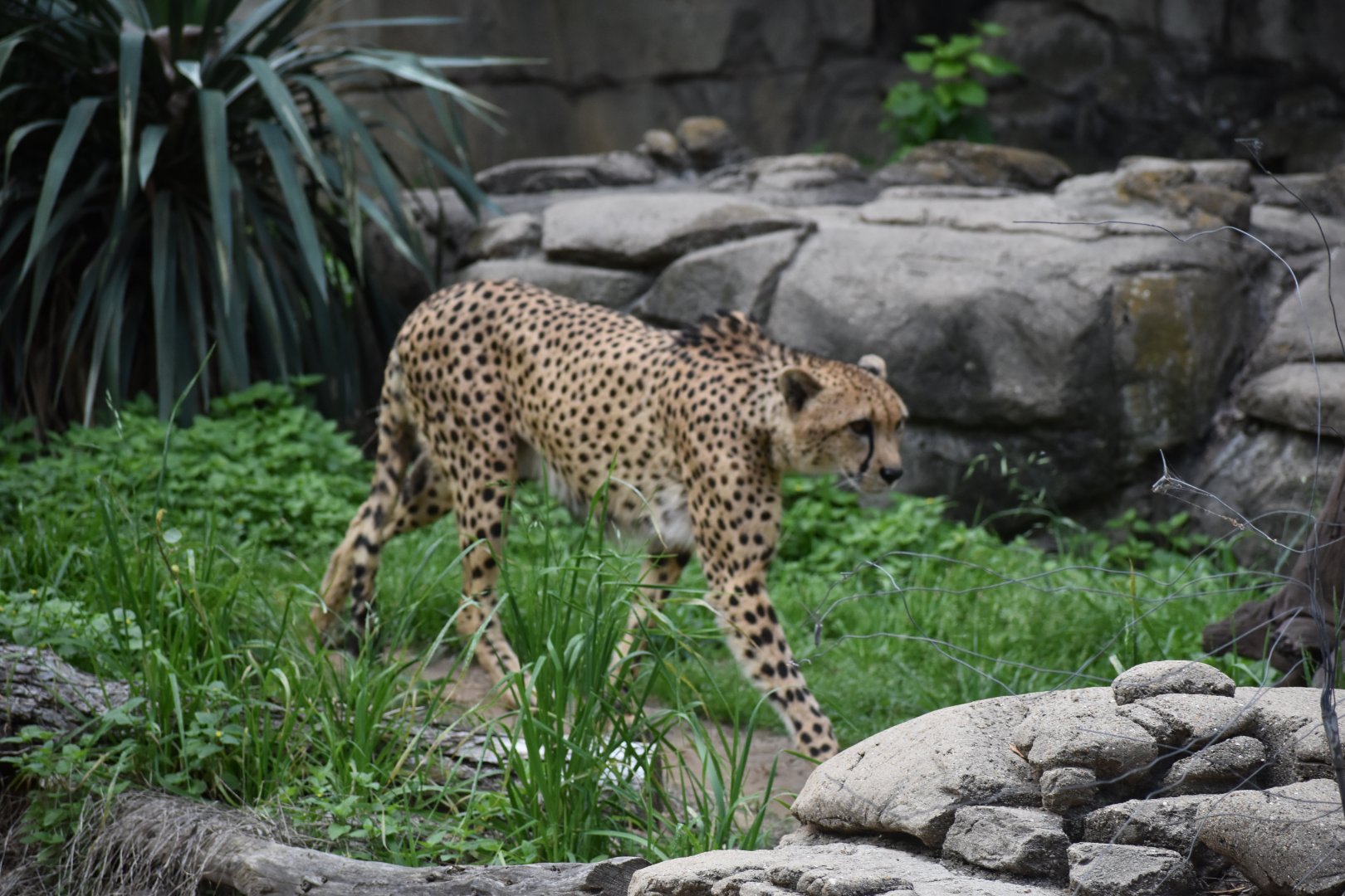 Cheetah Walk