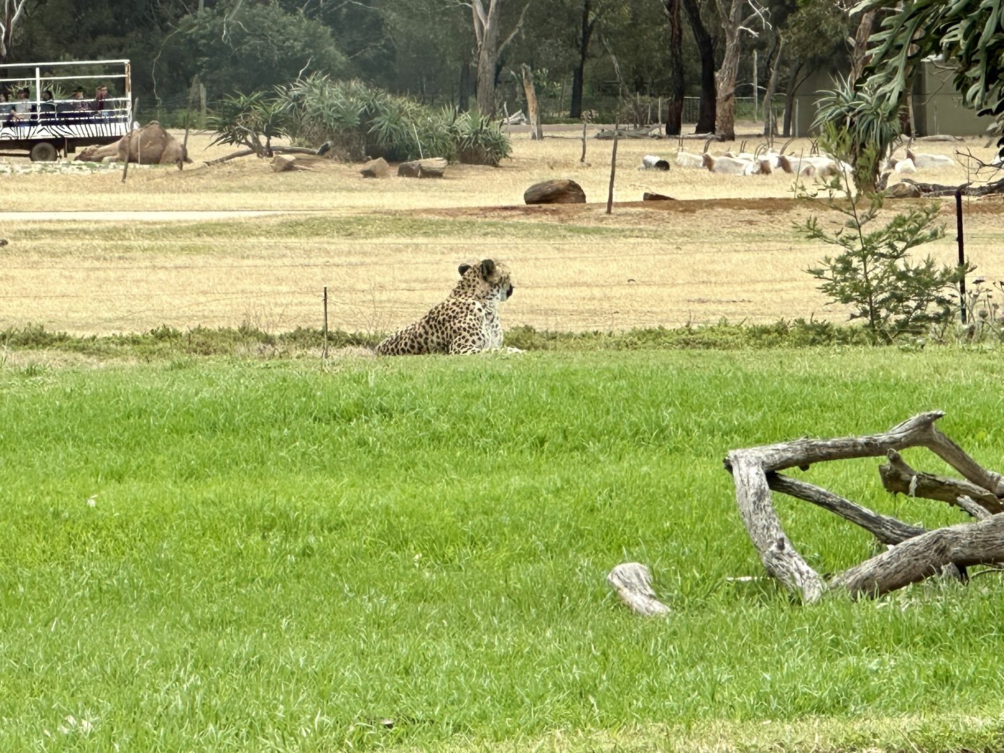 Cheetah Watching Oryx