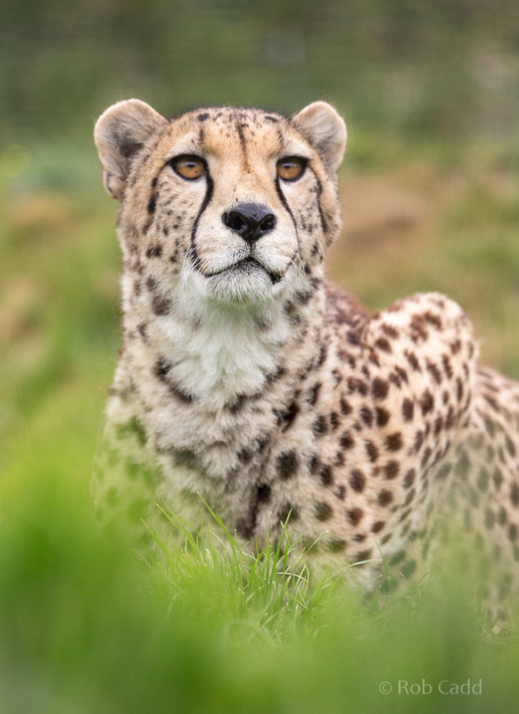 Cheetah : WHF Big Cat Sanctuary : 04 May 2017