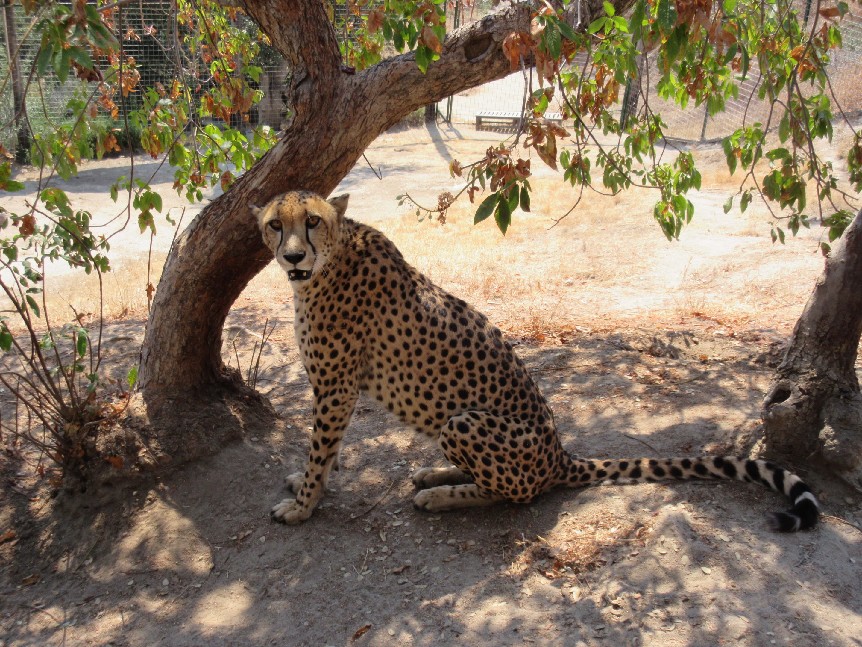 Cheetah (while I was inside the exhibit!)