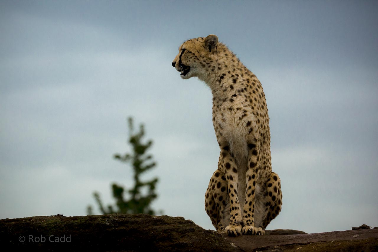 Cheetah : Whipsnade : 08 May 2015