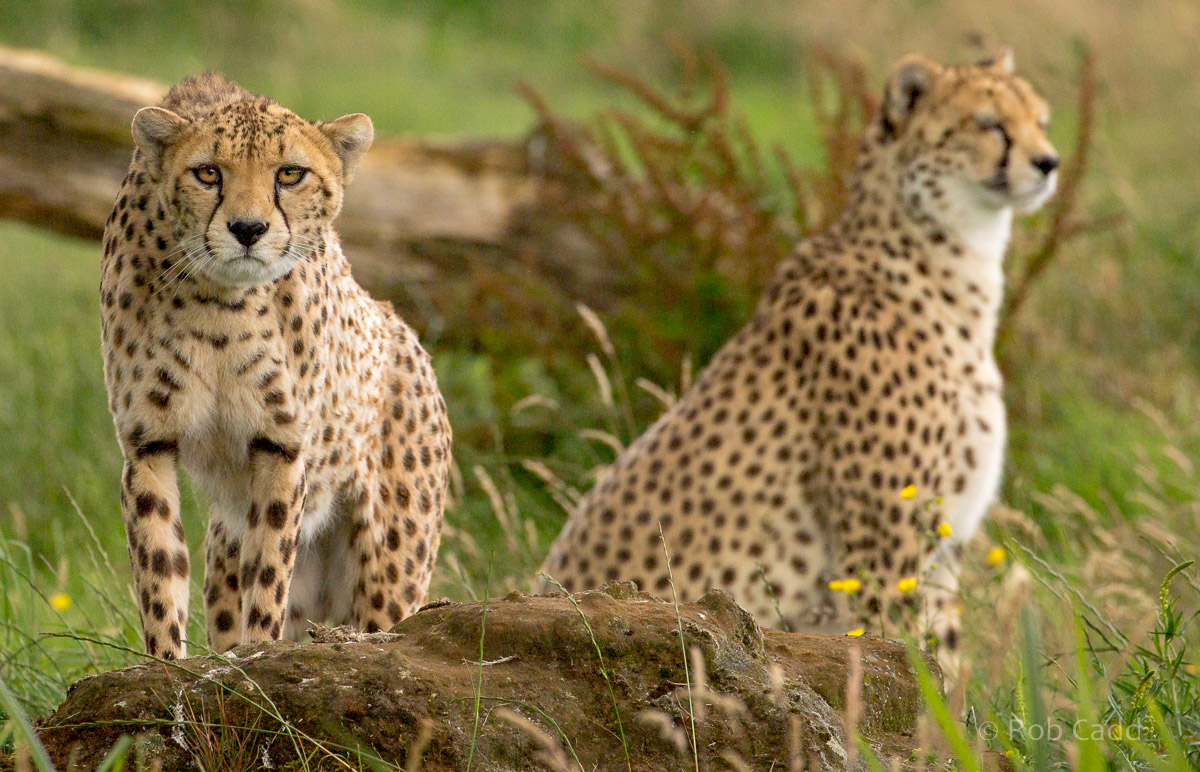 Cheetah : Whipsnade : 11 Jul 2016