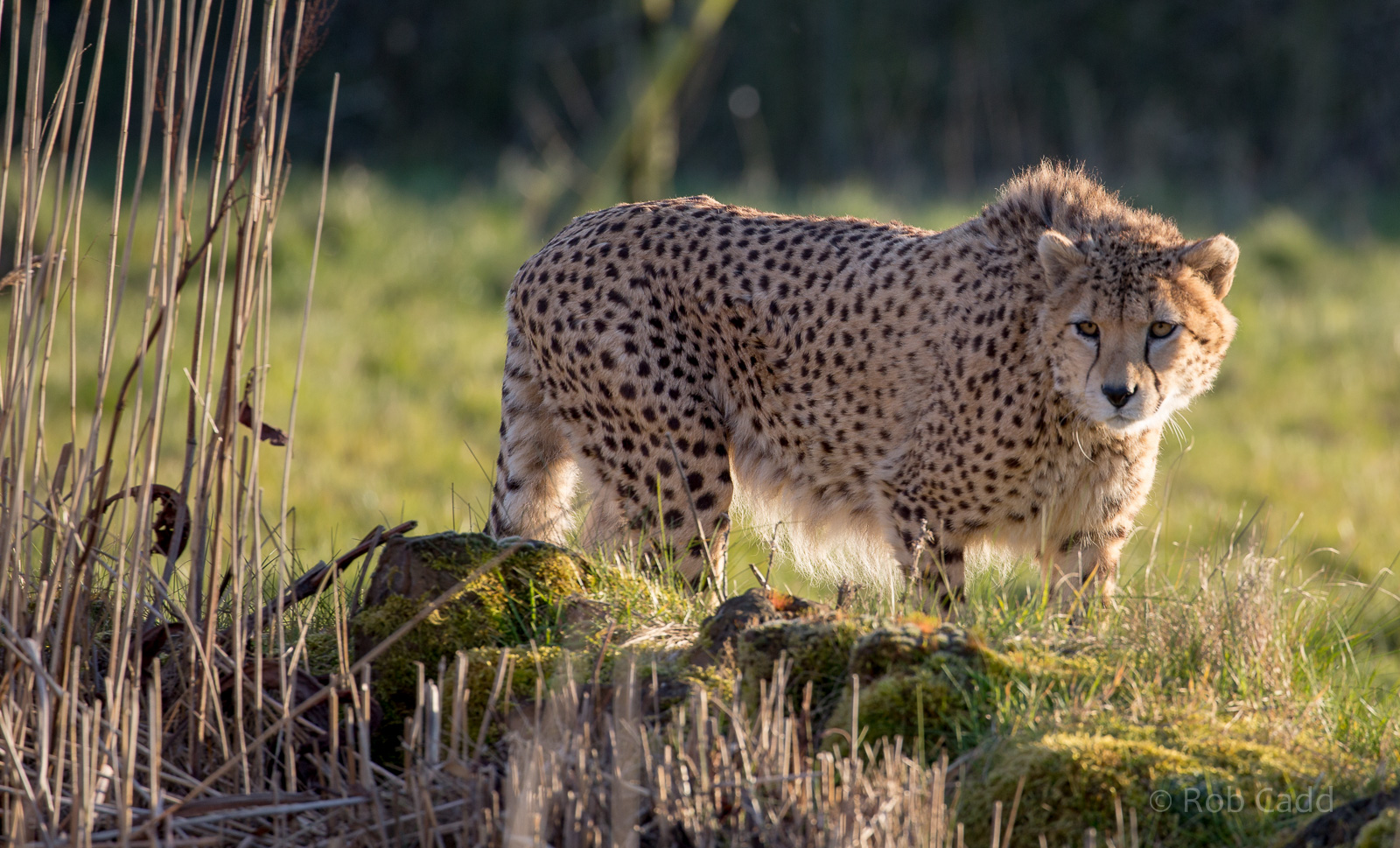 Cheetah : Whipsnade : 14 Mar 2016