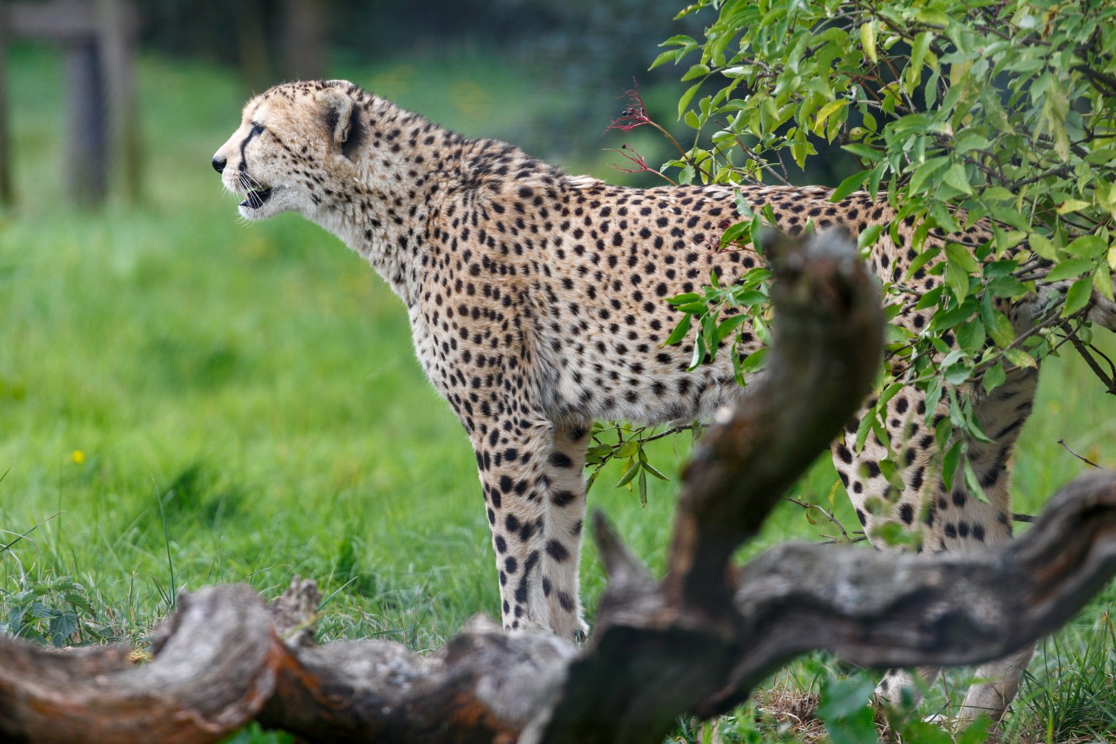 Cheetah / Whipsnade / 17-9-21