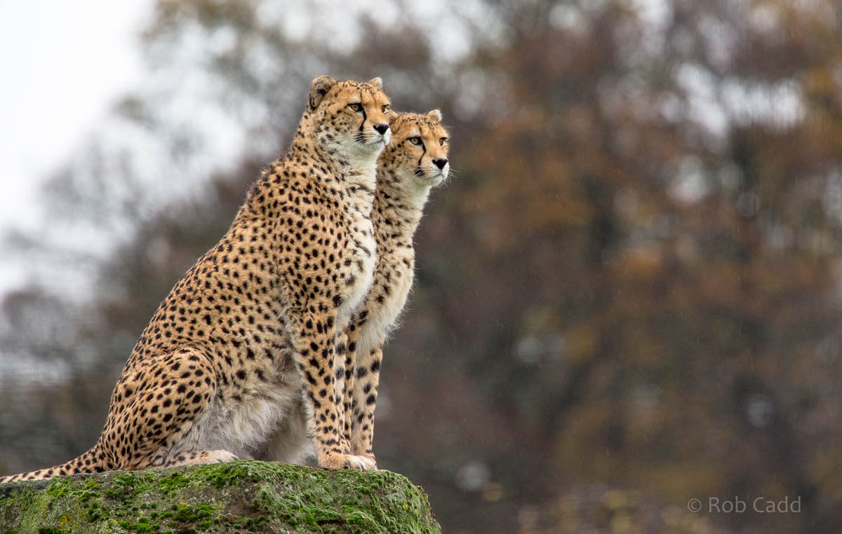 Cheetah : Whipsnade : 19 Nov 2015