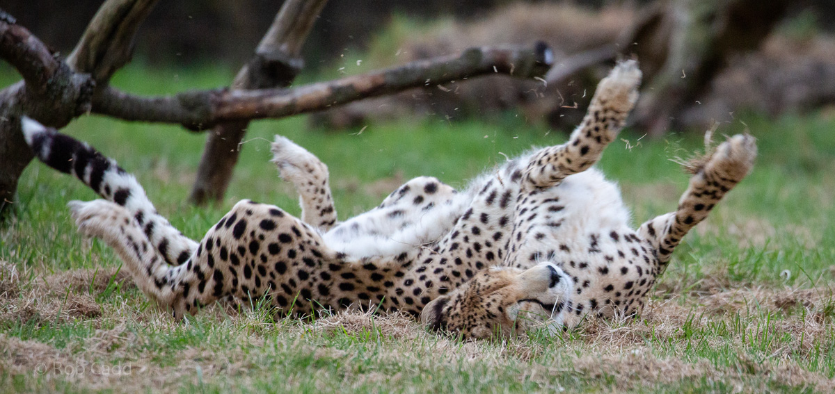 Cheetah : Whipsnade : 22 Sep 2019