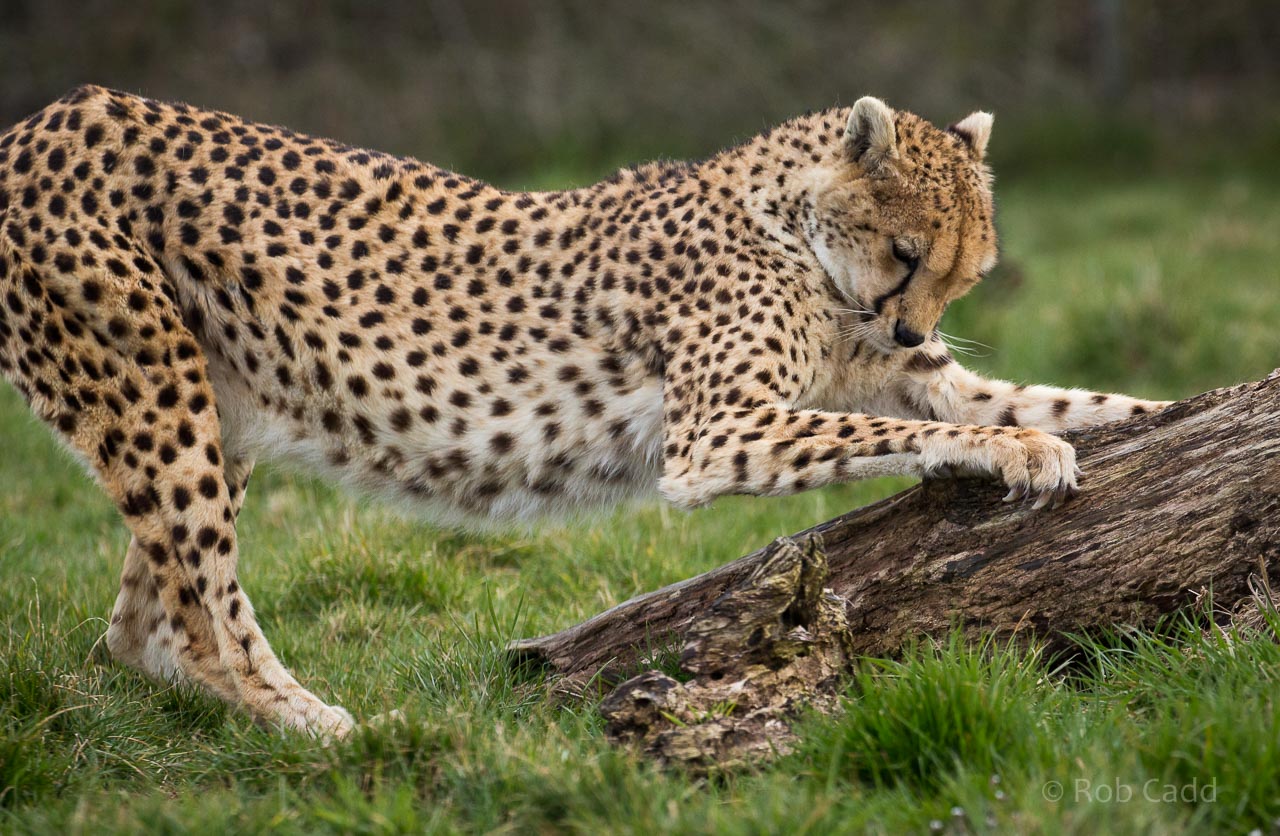 Cheetah : Whipsnade : 25 Mar 2015