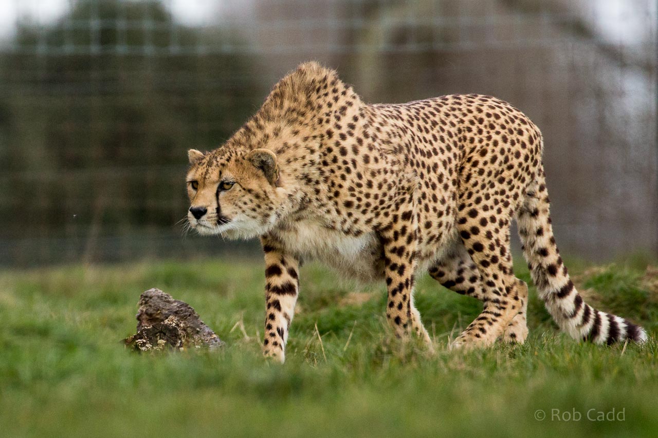 Cheetah : Whipsnade : 25 Mar 2015