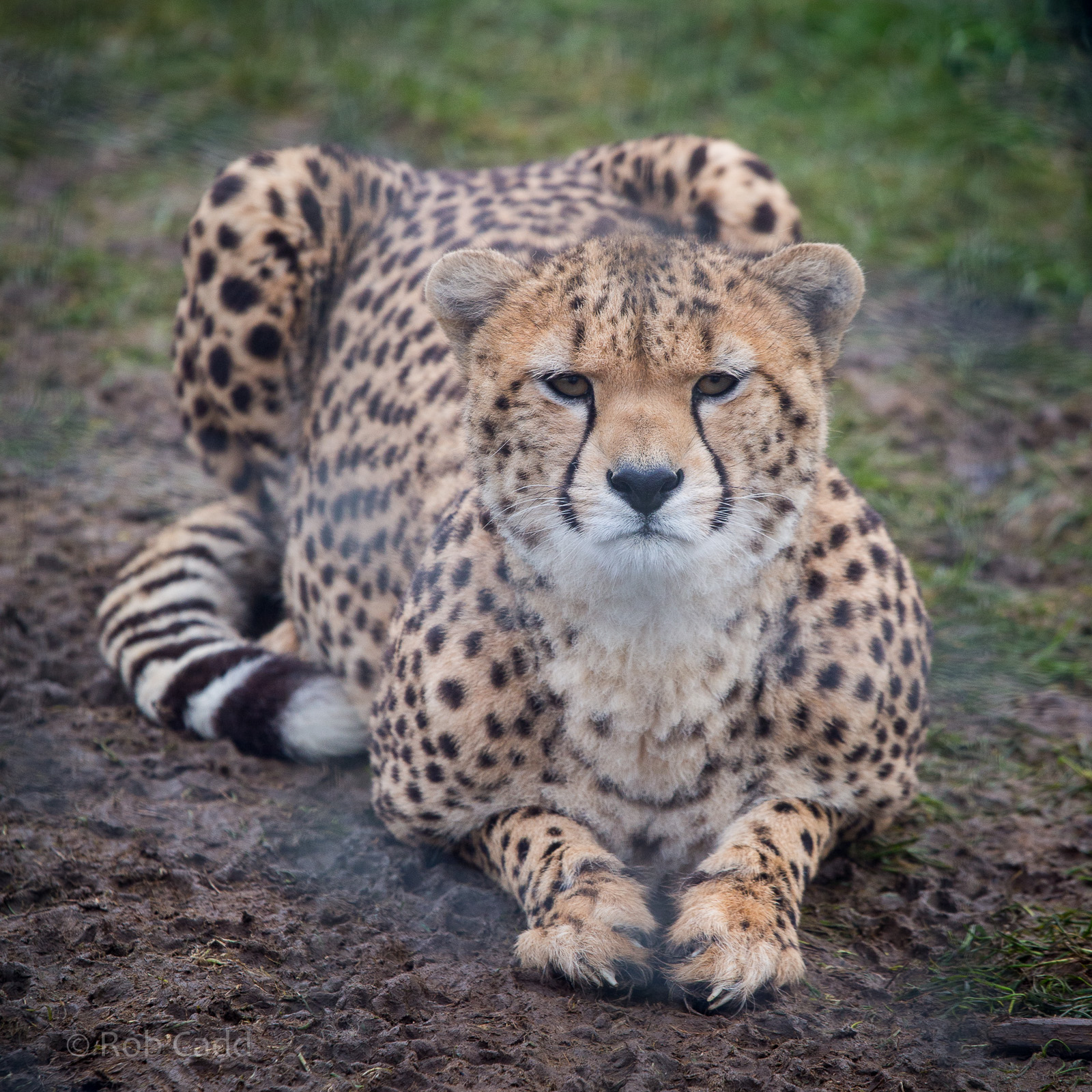 Cheetah : Whipsnade : 30 Nov 2014