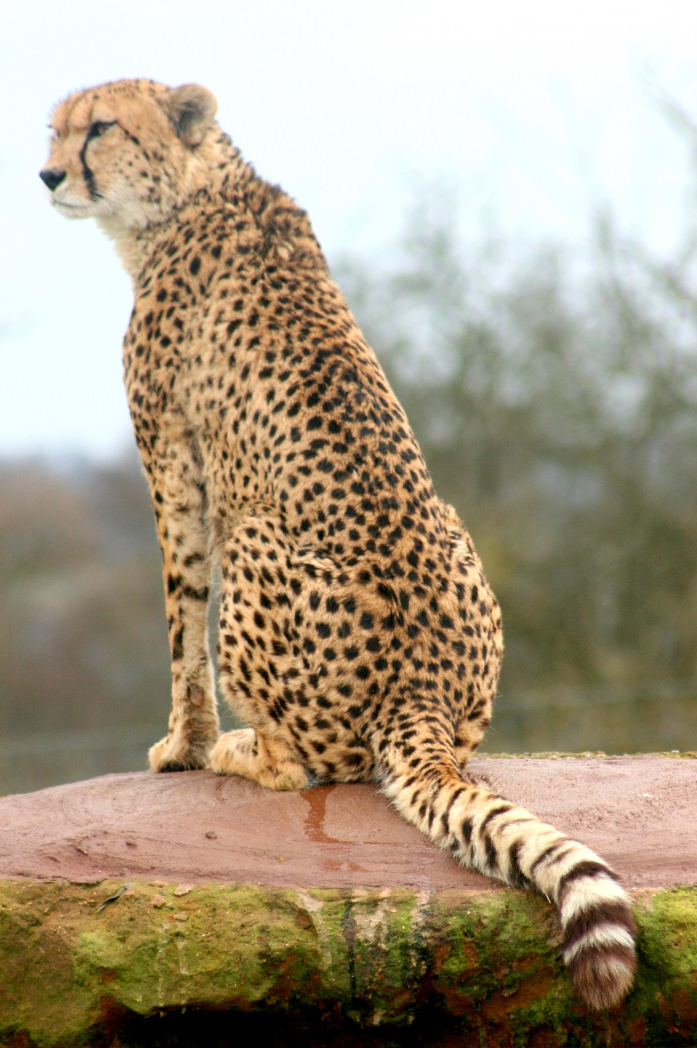 Cheetah; Whipsnade; 3rd April 2010.