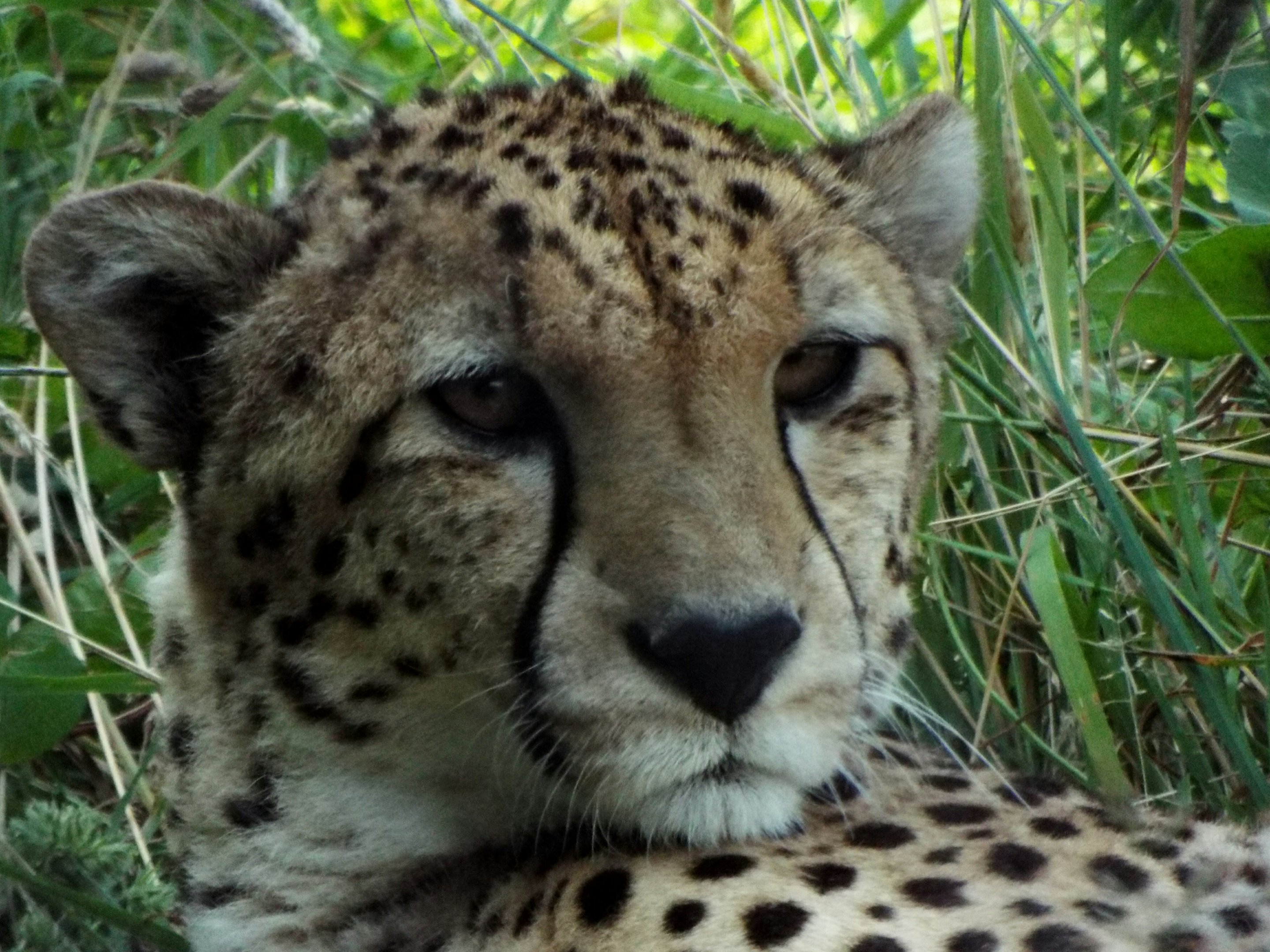 Cheetah Wild Place Project