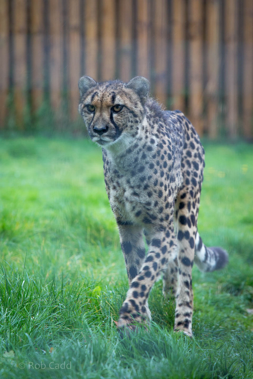 Cheetah : Wingham : 13 Oct 2014