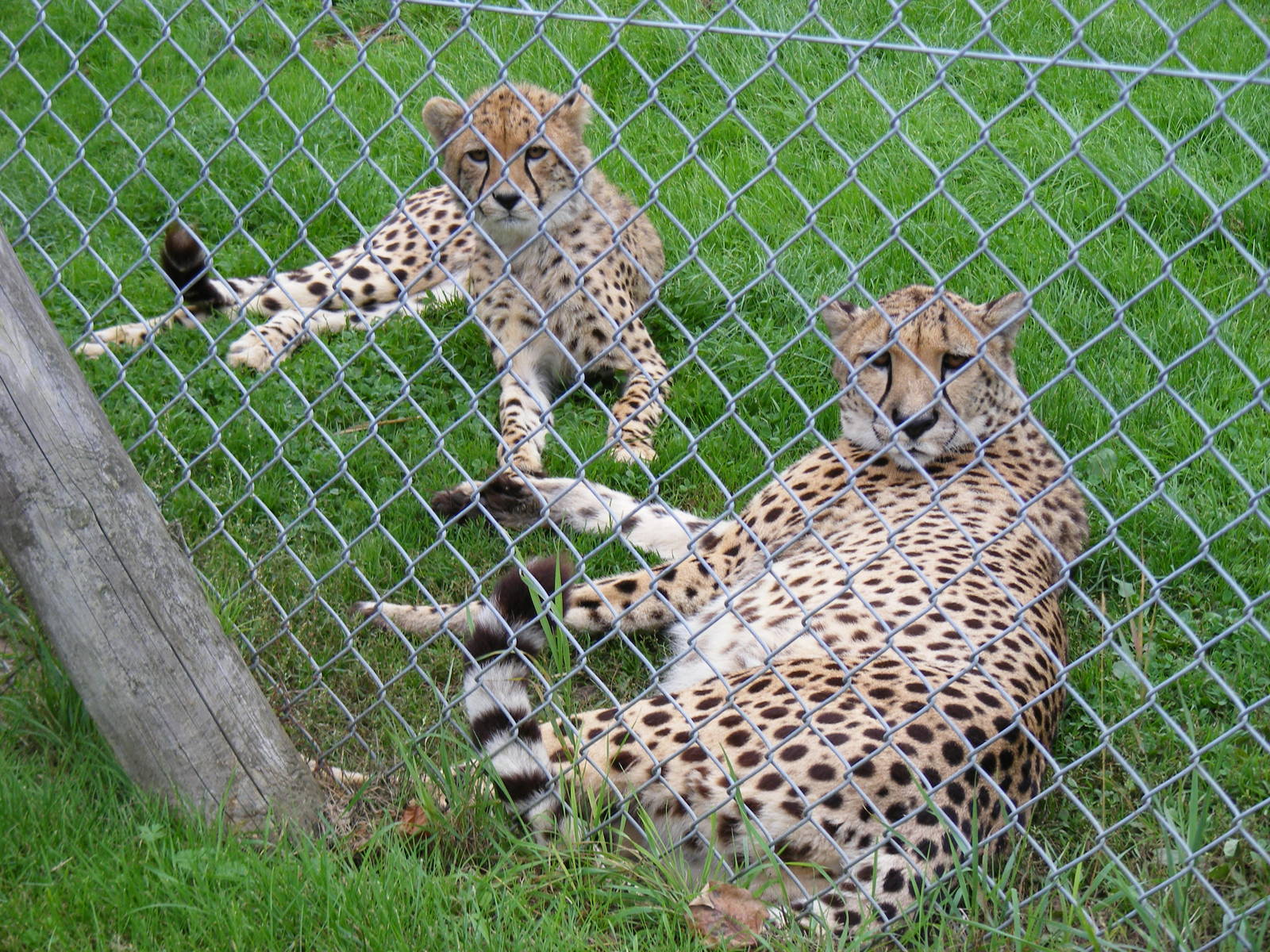 Cheetah with cub at Africa Alive!, 13 September 2010