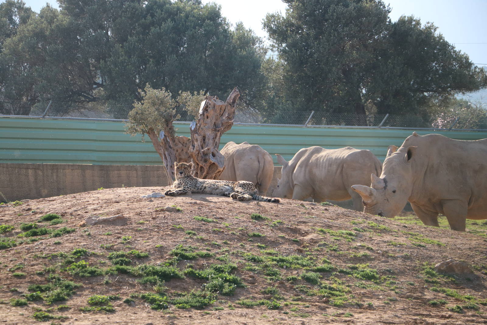 Cheetah with rhinos, February 2016