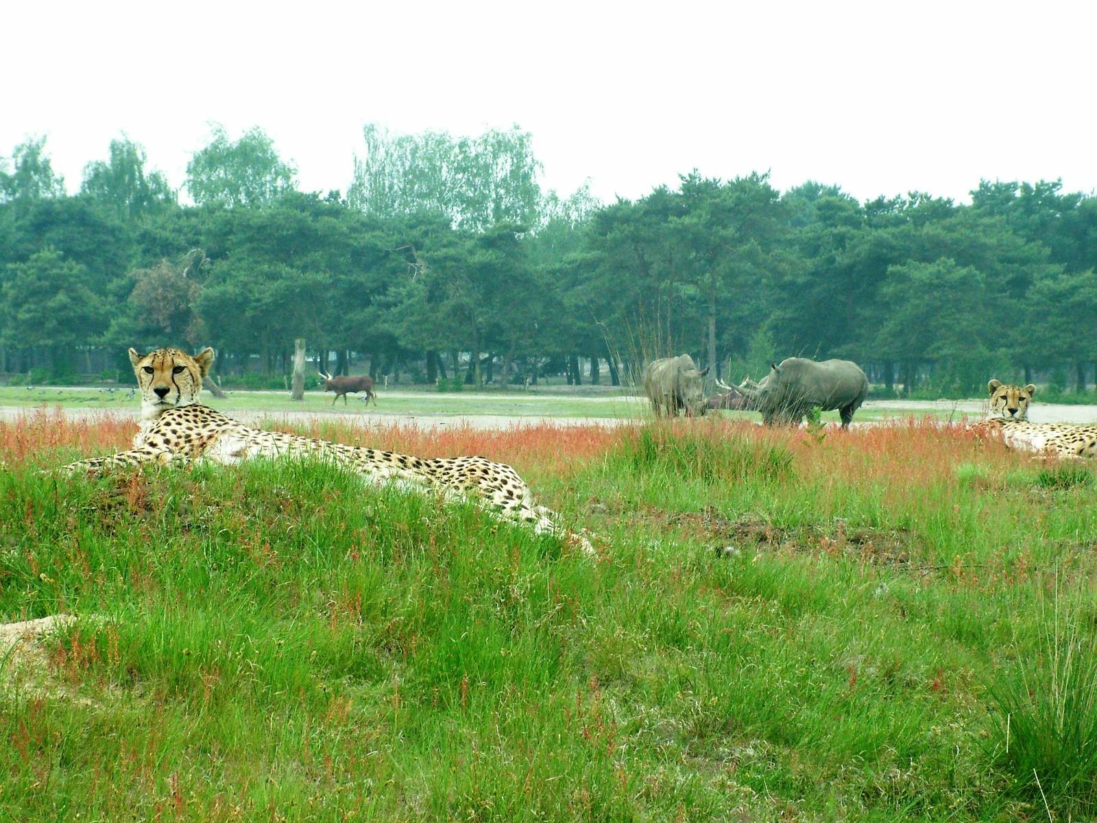 Cheetah with Savannah Backdrop at Beekse Bergen, 31/05/12