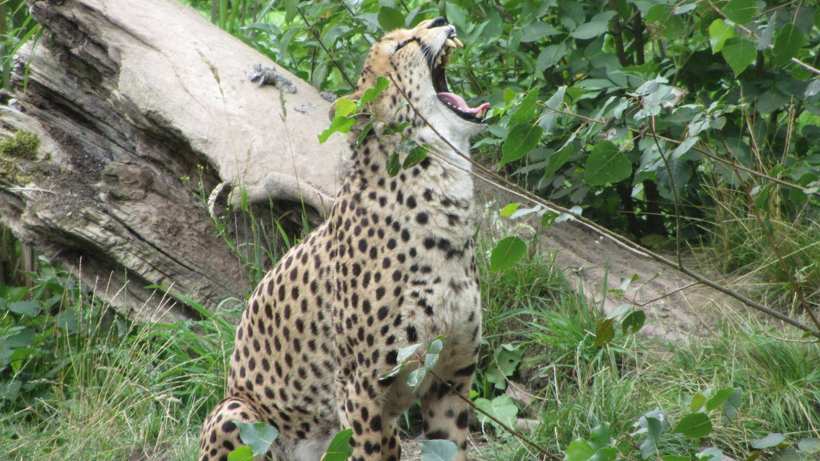 Cheetah Yawning