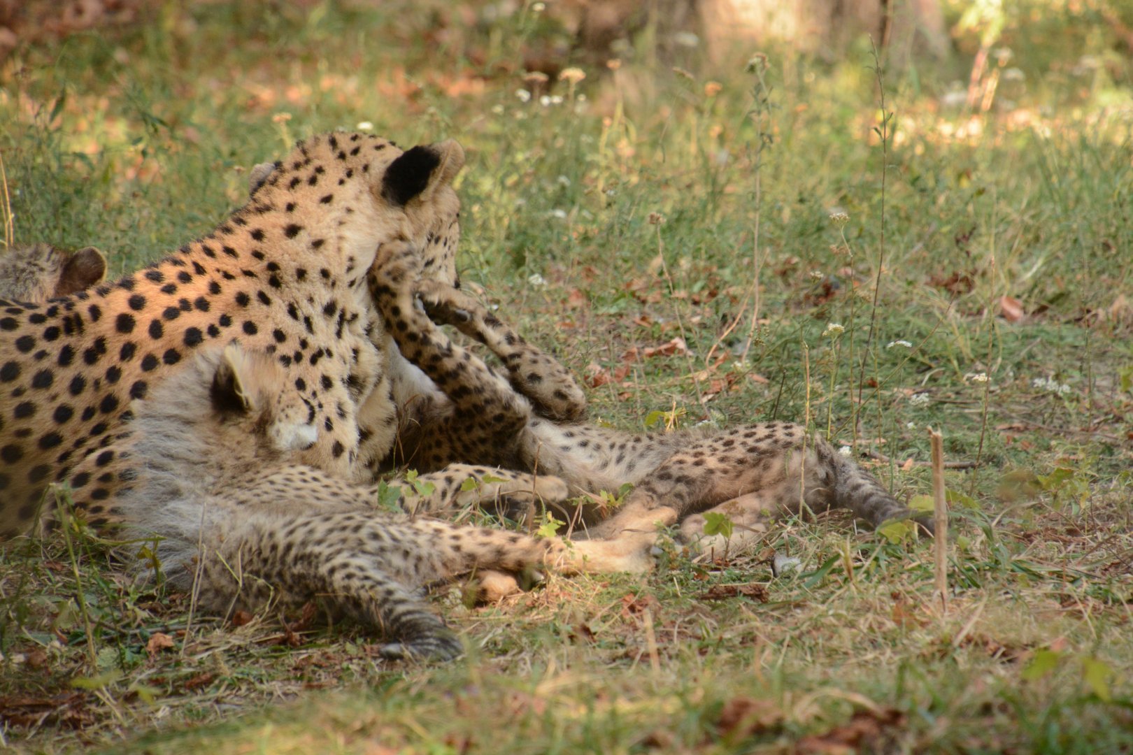 Cheetah youngsters