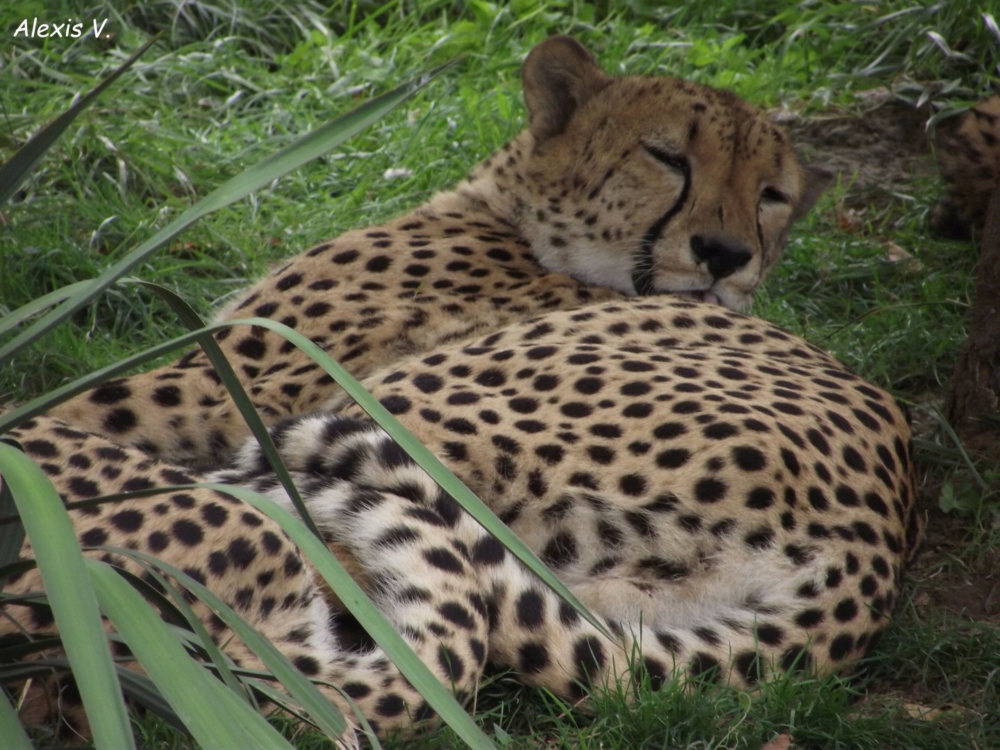 Cheetah - Zooparc de Beauval - 08/2020