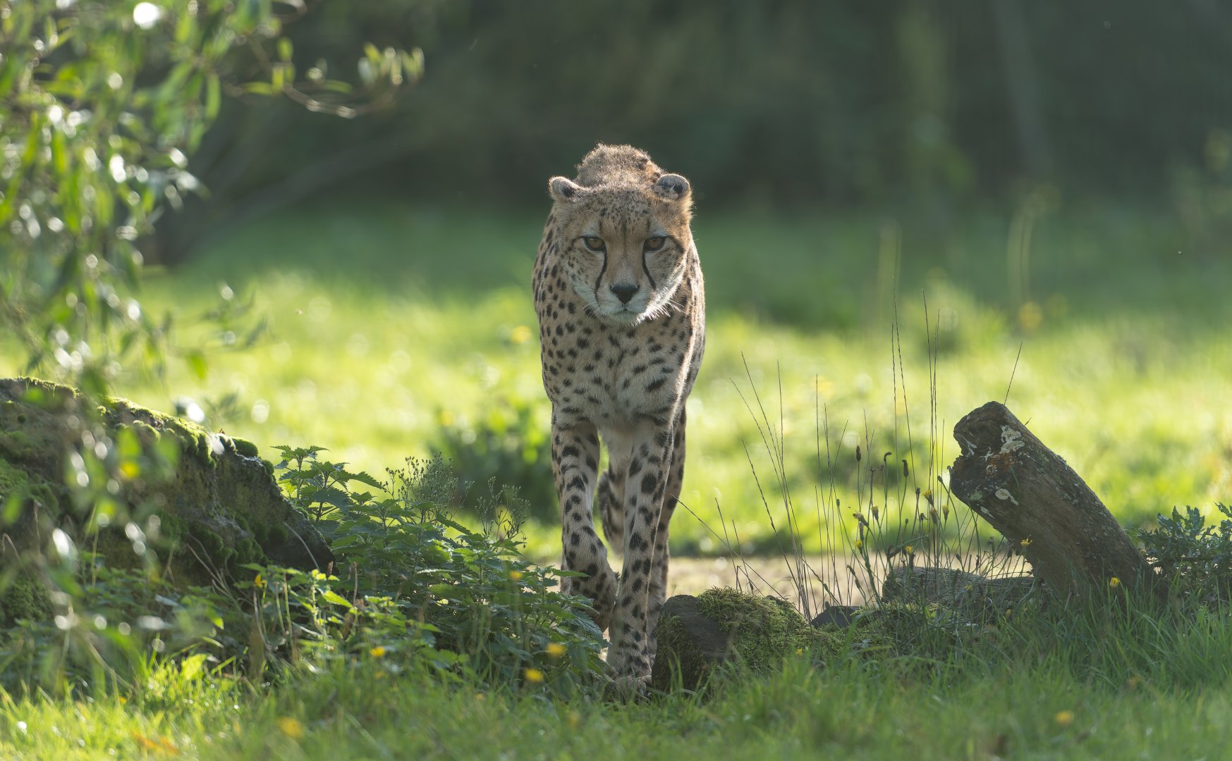 Cheetah, ZSL Whipsnade, UK