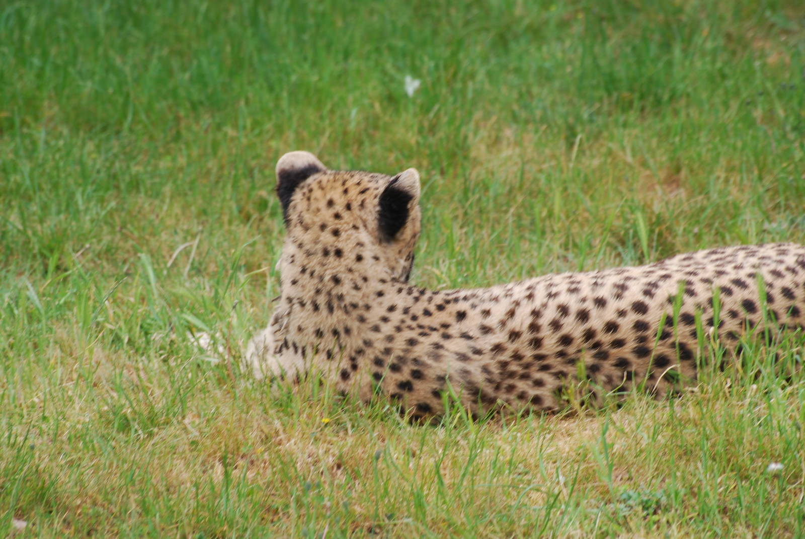 Cheetah