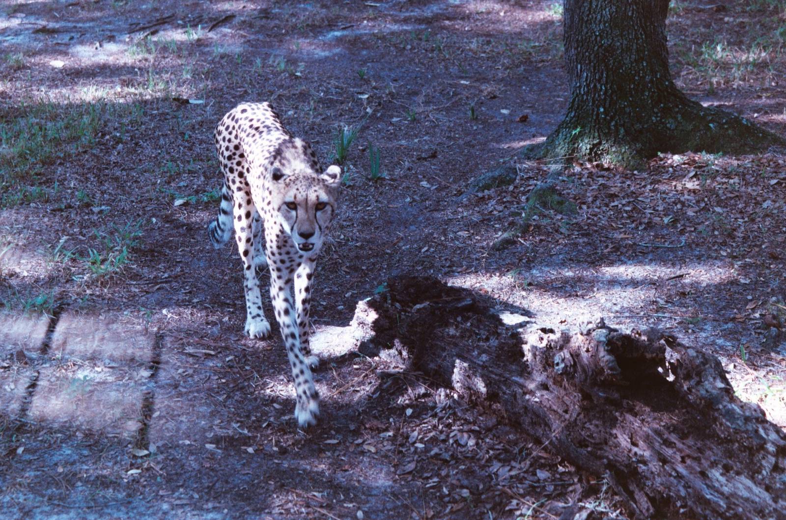 Cheetah