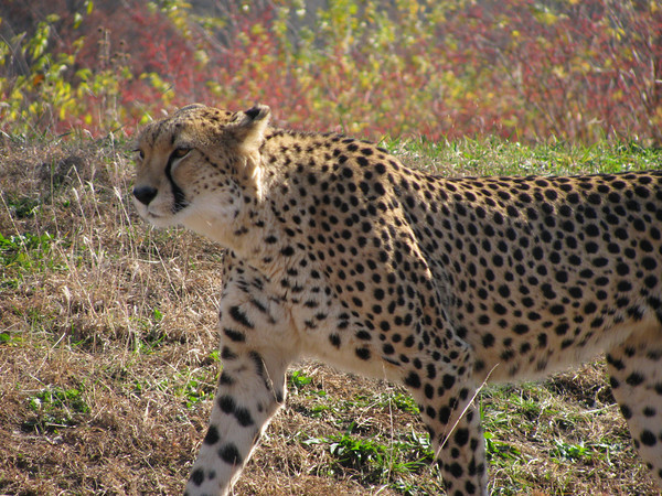 Cheetah