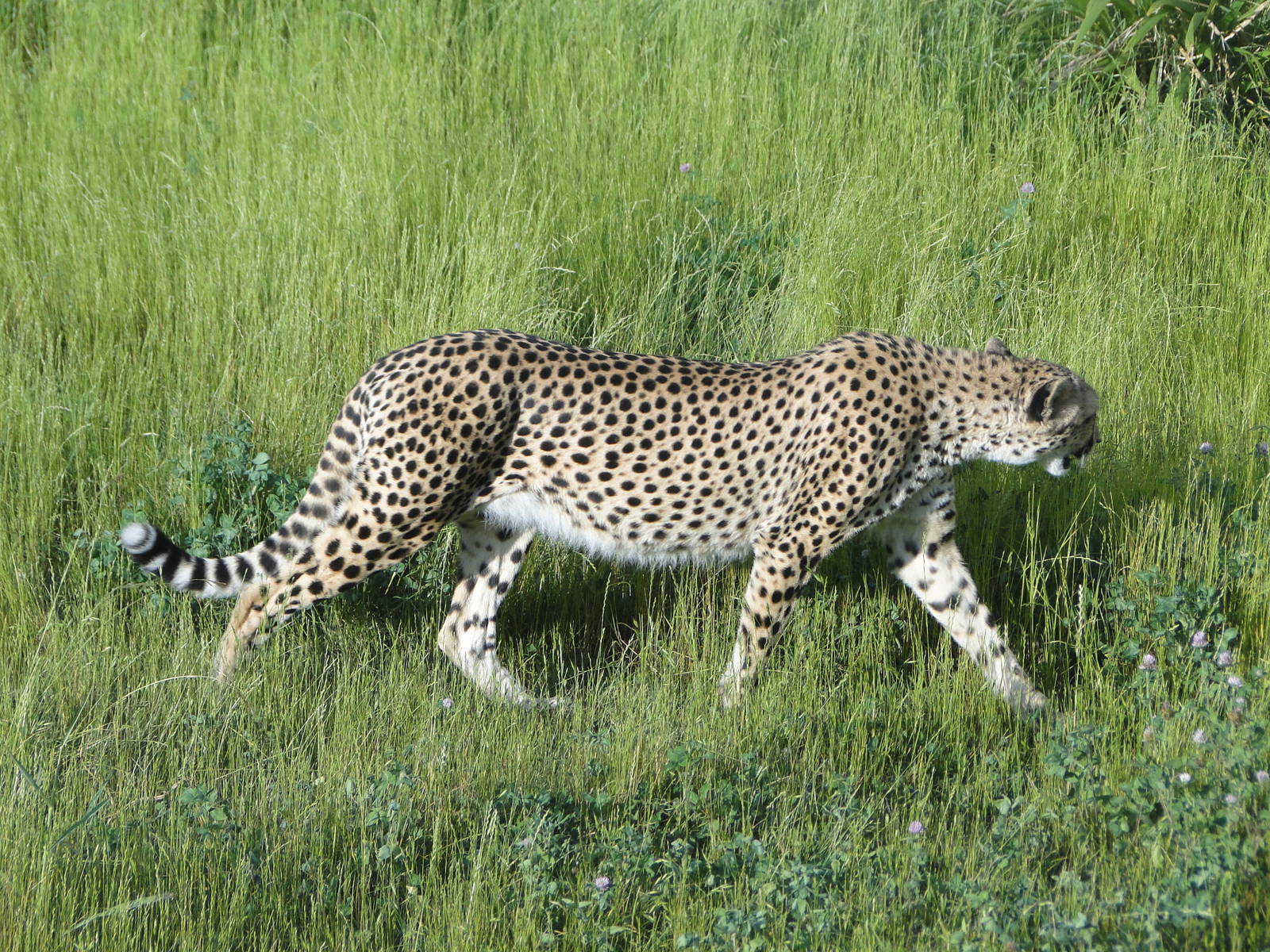 Cheetah