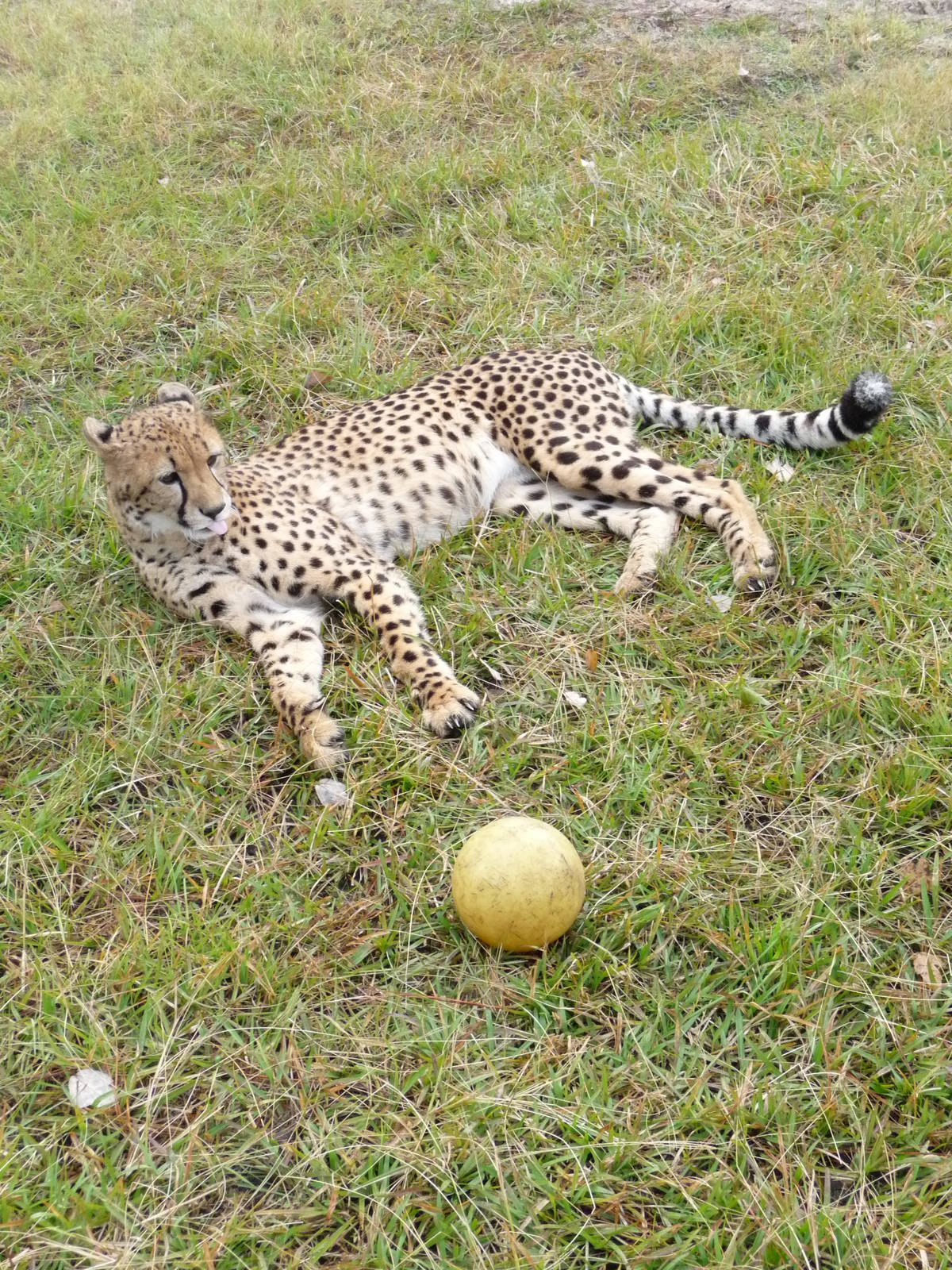 Cheetah