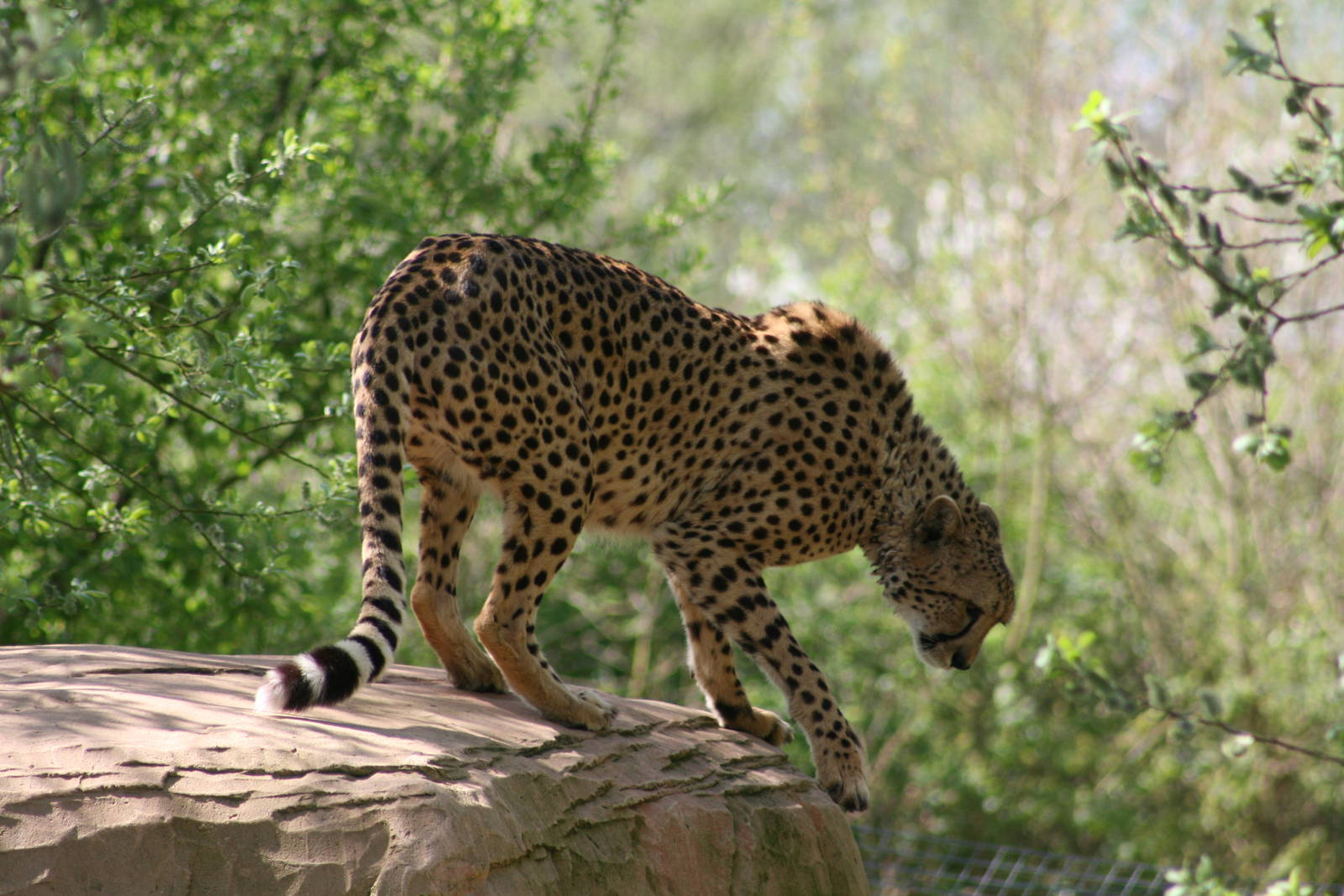 Cheetah