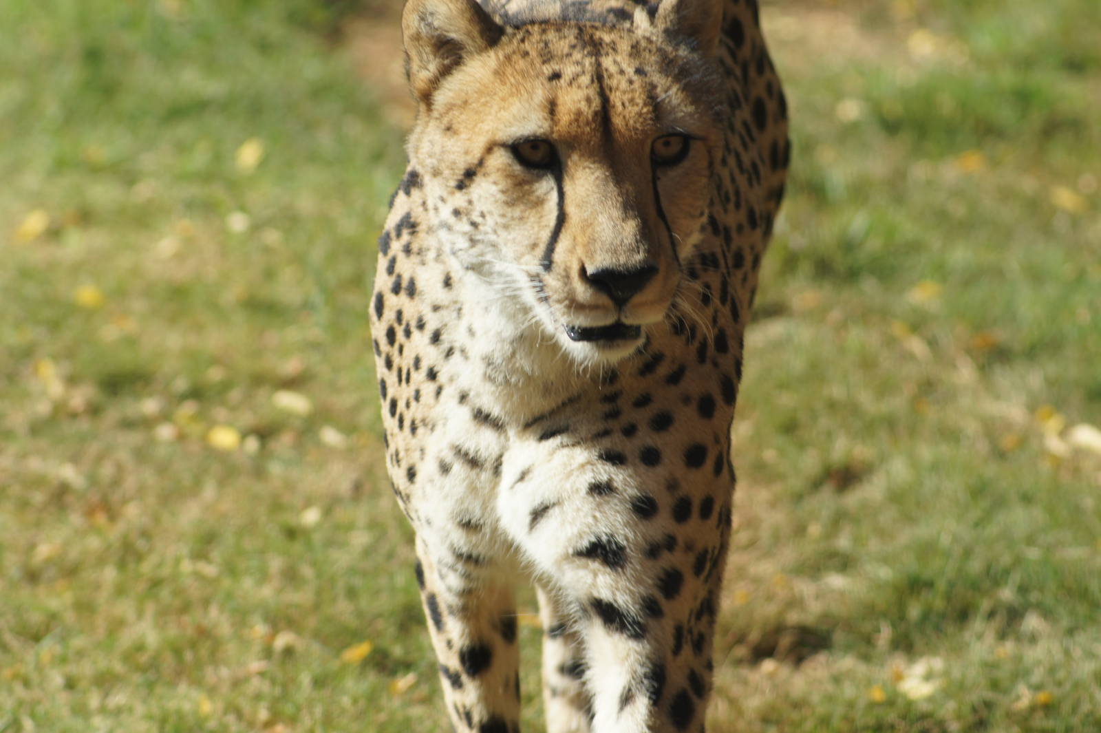 Cheetah