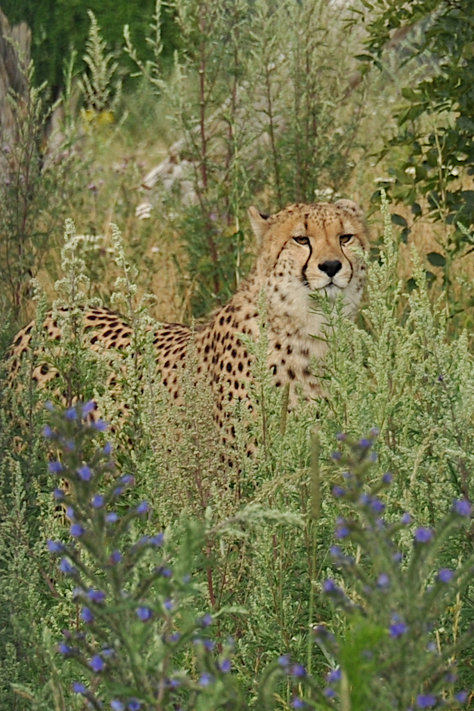 Cheetah