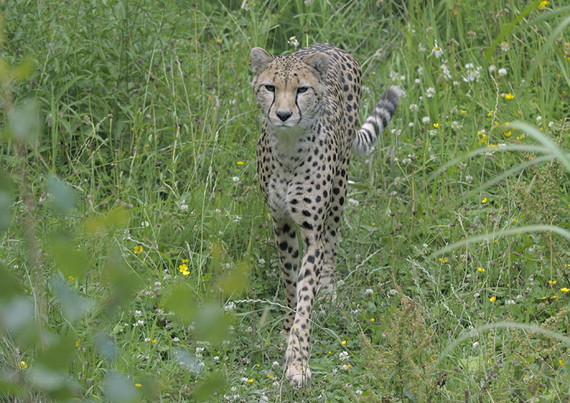 Cheetah