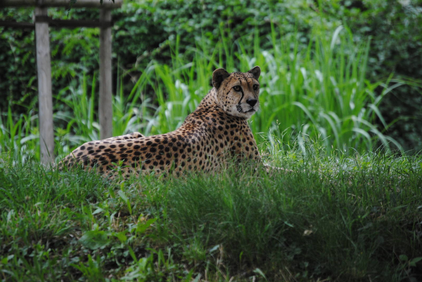 Cheetah
