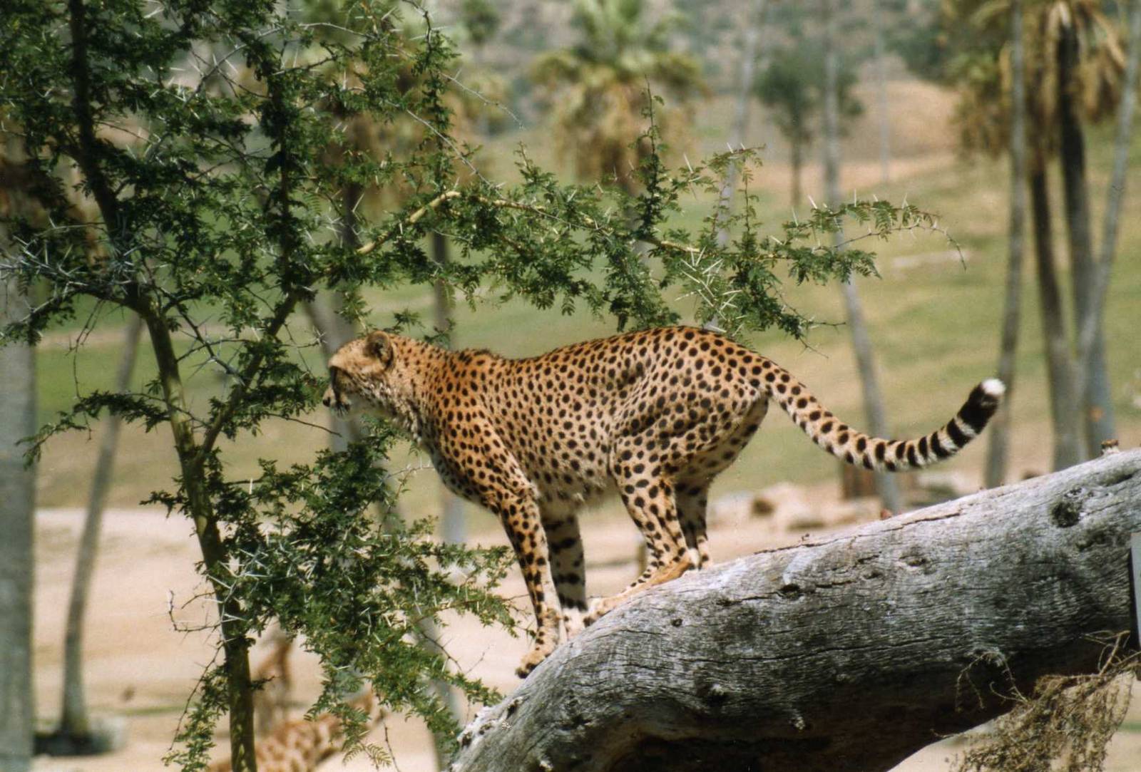 Cheetah