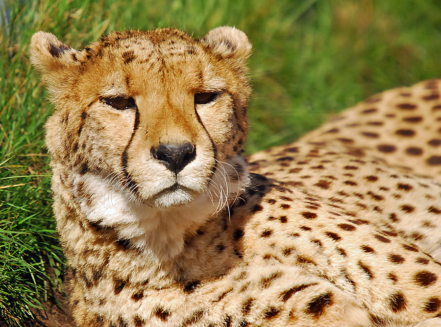 cheetah
