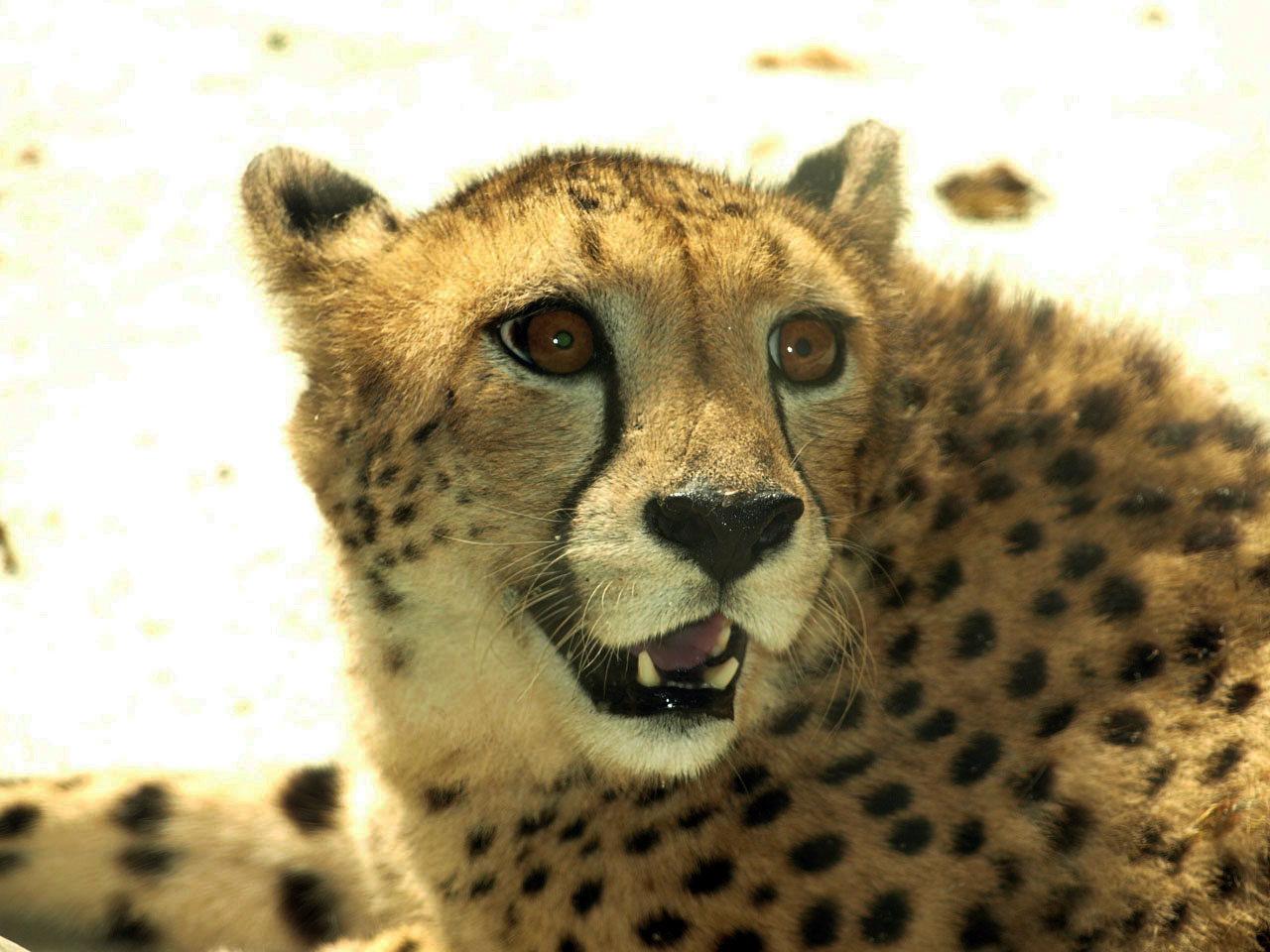 Cheetah