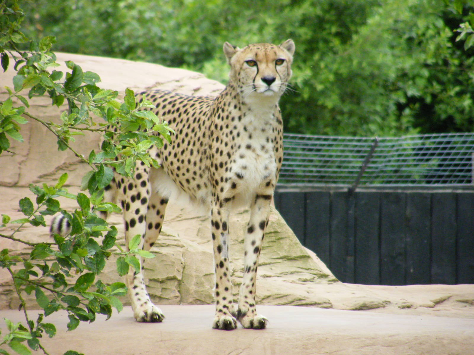 Cheetah
