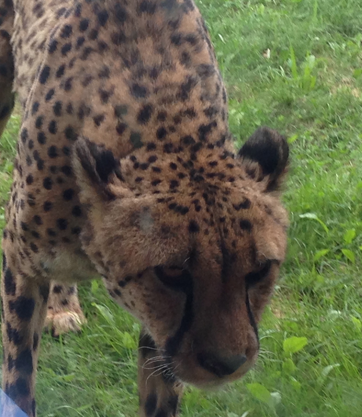 Cheetah