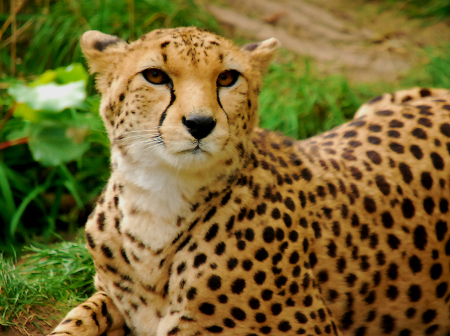 CHEETAH
