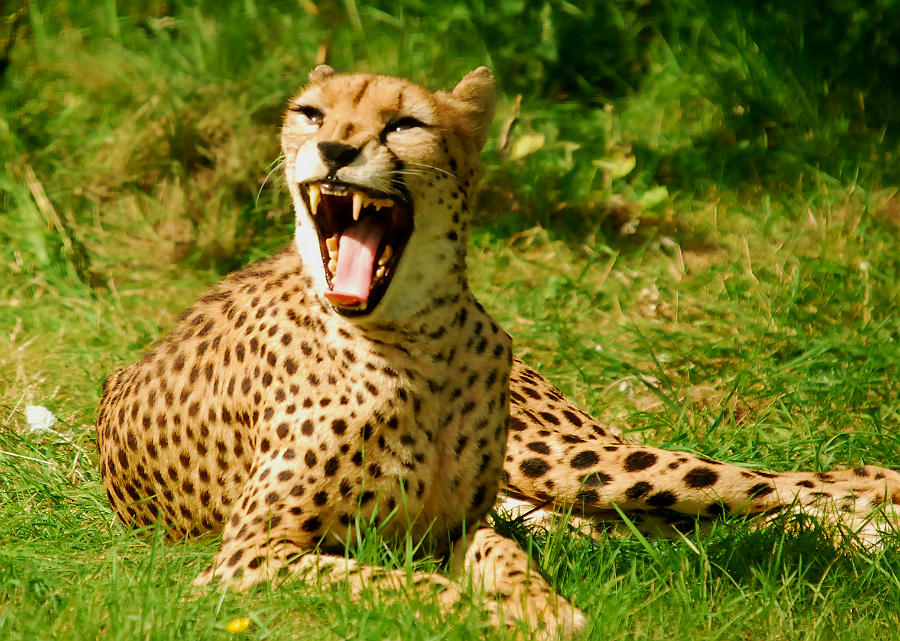 CHEETAH