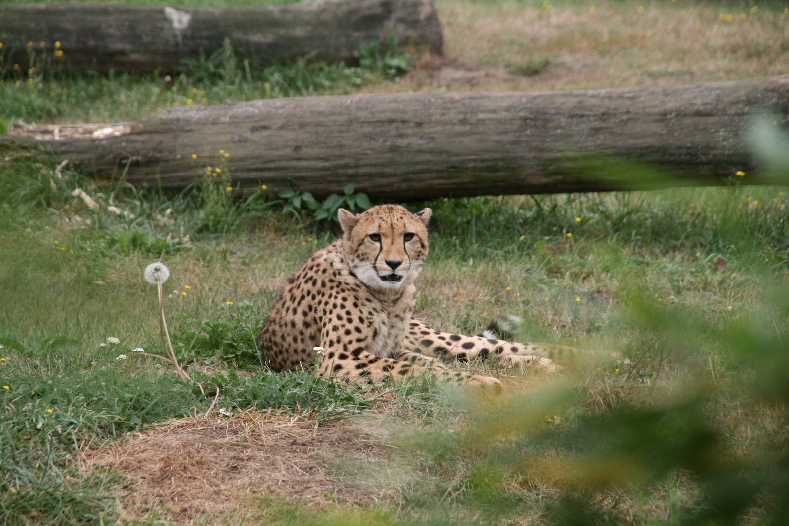 Cheetah