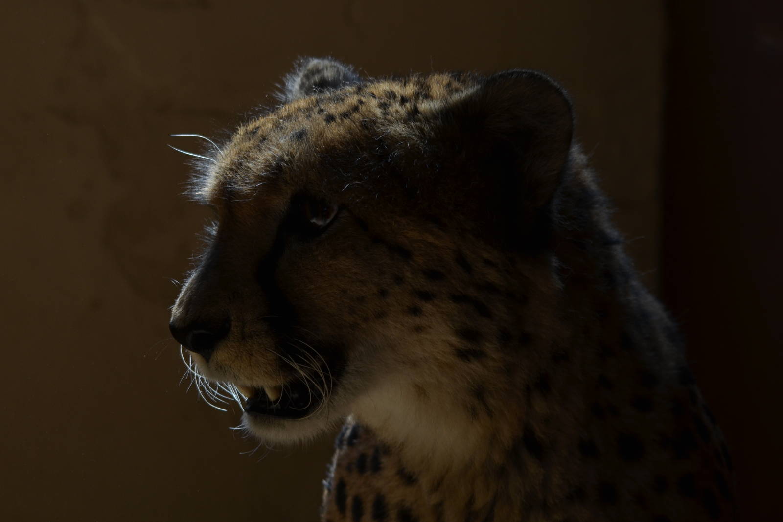 Cheetah