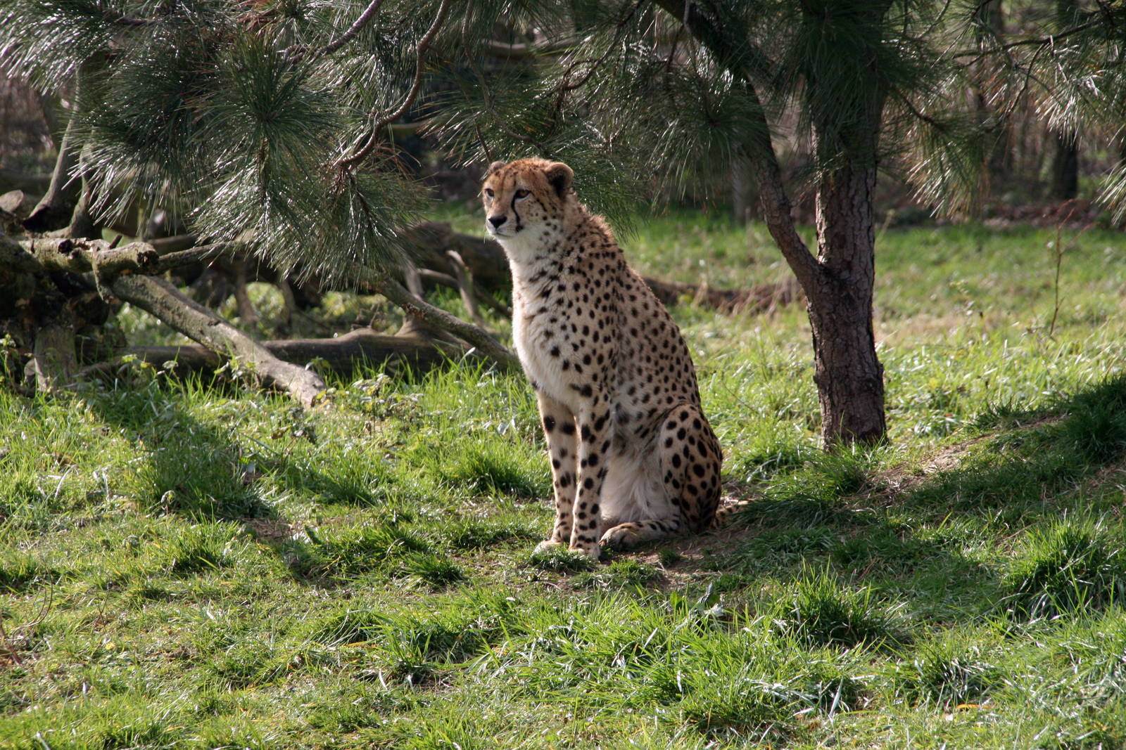 Cheetah