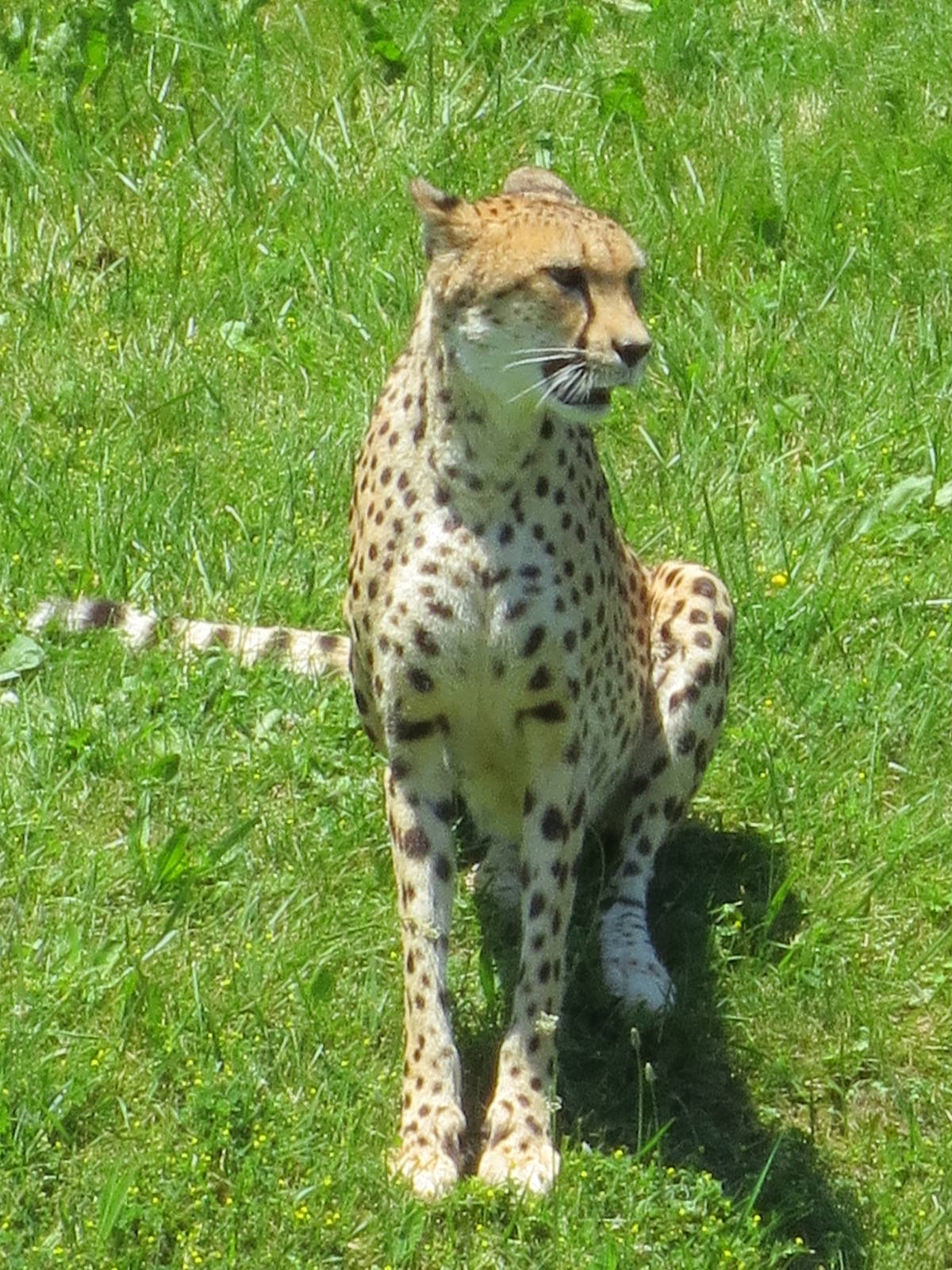 Cheetah