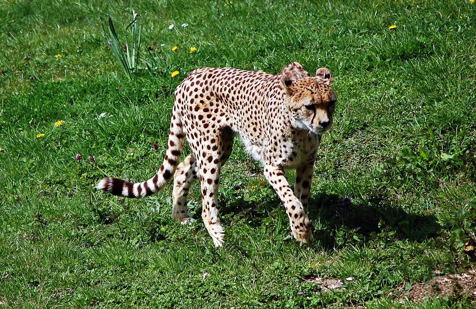 Cheetah