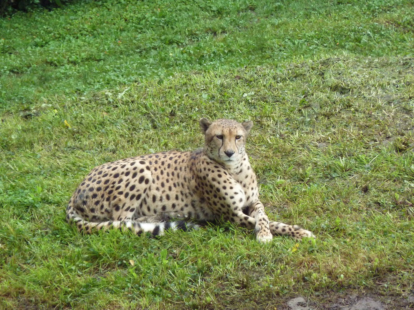Cheetah