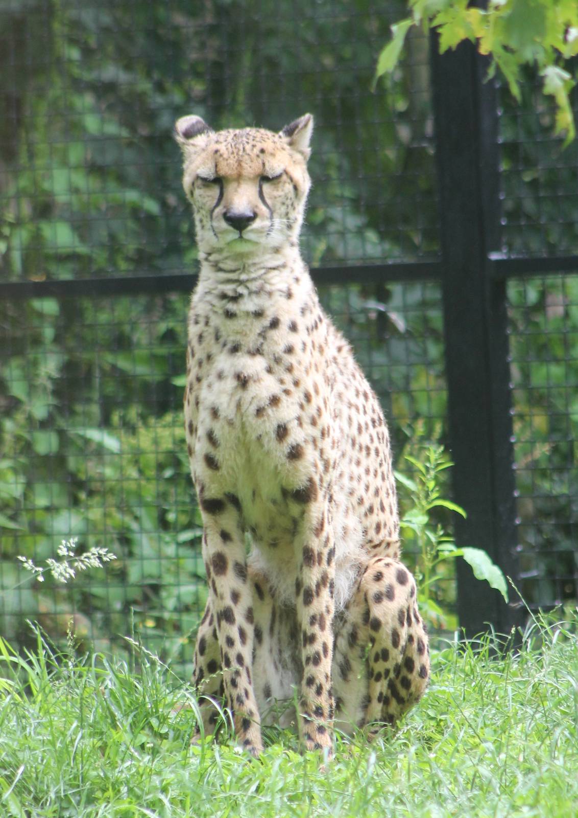 Cheetah